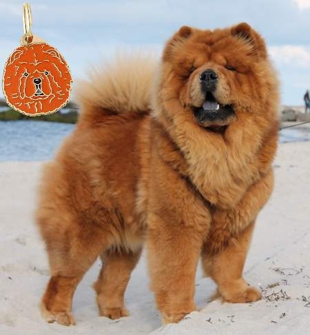 Chow chow Smile and his dog name tag